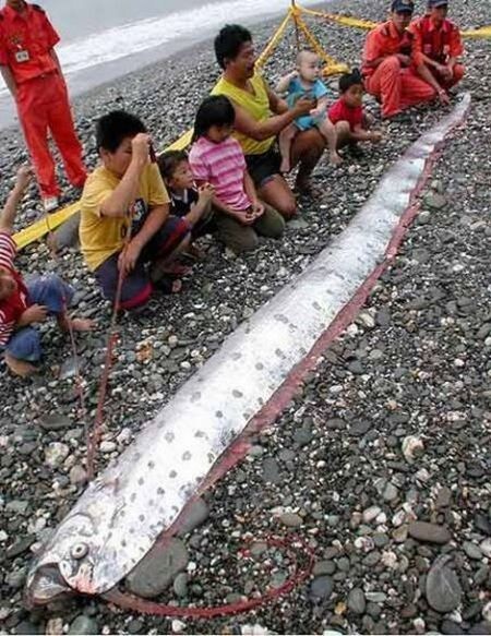 C est un poisson ou un serpent cet engin ? - belle prise des enfants reunis autour d un poisson ou d un serpent d une longueur surprenante