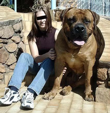 Un gros gros toutou - big dog