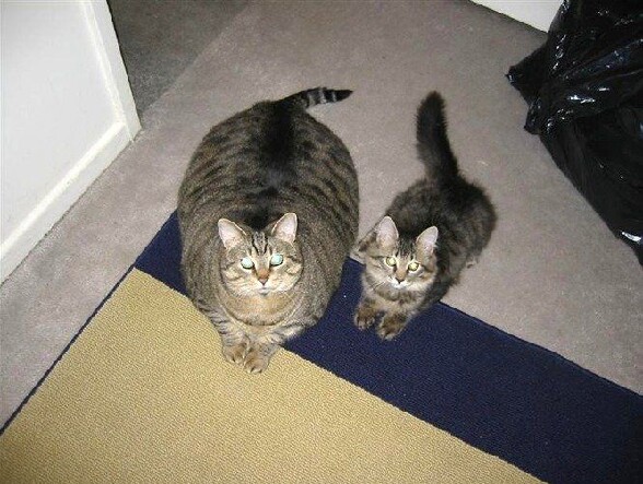 Lequel des ces deux chats ne fait pas de sport ? - gros chat fat cat lequel des ces deux chats ne fait pas assez d exercice