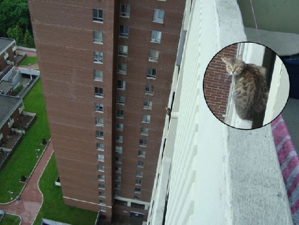 Un chat tranquille sur un balcon de quelque centimetres - les chats n ont vraiment pas peur du vide