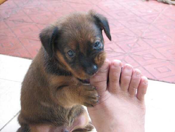 C est l heure de la manucure .... - manucure pas chere a la maison avec son petit chiot