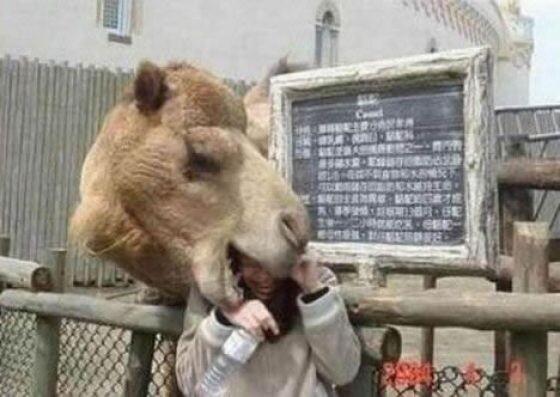 Faut faire attention au zoo mais si on est pas a cote de la fausse aux lions ... - powned au zoo cette personne trop pres de l enclos au chameau se fait chopper la tete