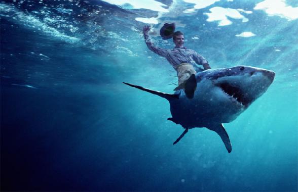 Du rodeo sur requin - shark rodeo