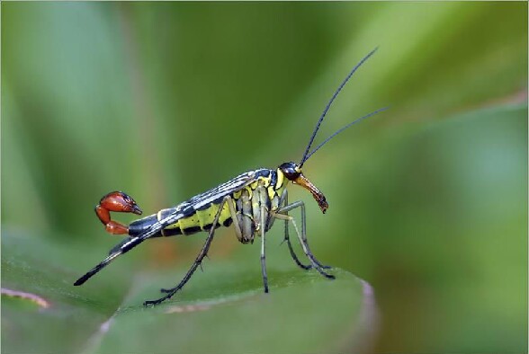 Un insecte hybride ! - un animal hybride