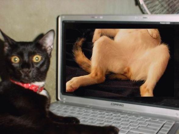 Un chat qui surf sur des sites pornos ... de chat :p - un chat pervert