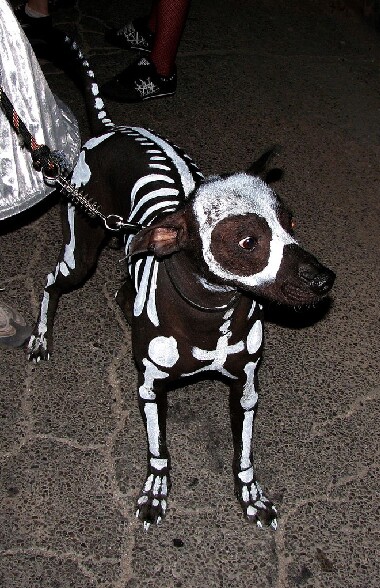 Un chien deguisee pour Halloween - un chien decore en squelette