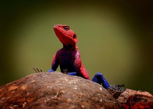 Spider Lezard ! - un lezard avec les couleurs de spider man