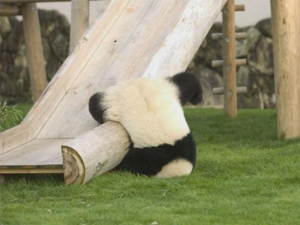 Un panda qui fait du toboggan. Fail ! - un panda qui fait du toboggan