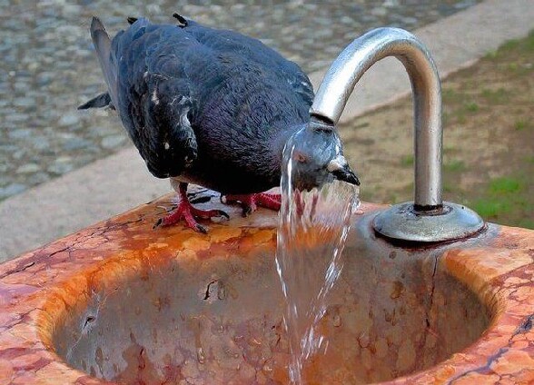 Un pigeon qui prend une douche - un pigeon qui n a pas peur de l eau