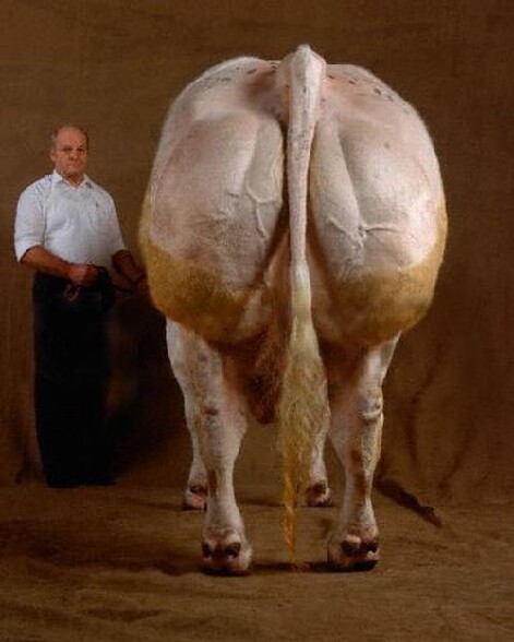 Ca c est du bestiau ! :o - une vache de competitien avec un enorme derriere